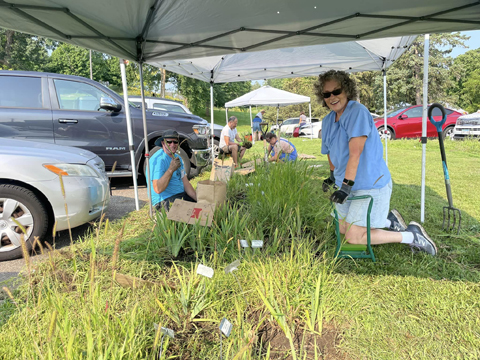 digging irises